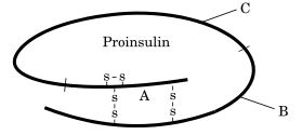 Insulin in the human body is secreted by pancreas as 